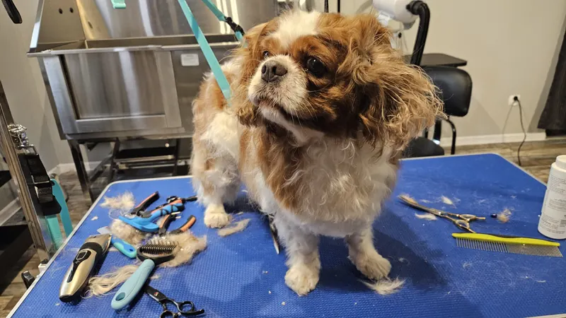 Cavalier King Charles Spaniel podczas wizyty w salonie Tu Mi Szumi w Lublinie