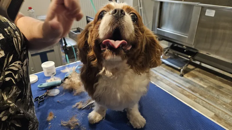 Cavalier King Charles Spaniel podczas wizyty w salonie Tu Mi Szumi w Lublinie