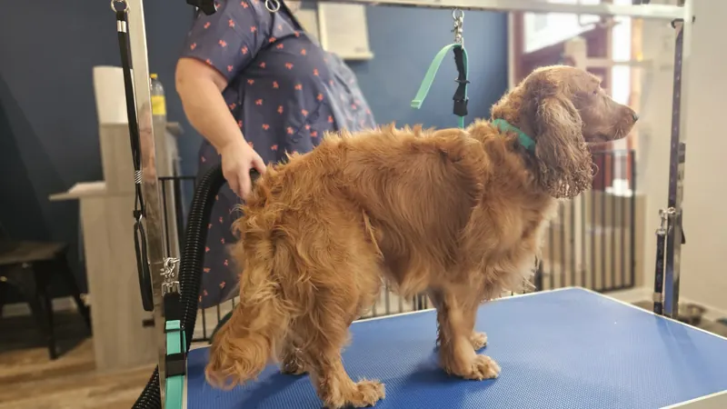 Cocker spaniel podczas pielęgnacji w salonie Tu Mi Szumi w Lublinie