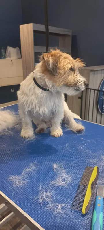 Jack Russell Terrier podczas wizyty groomerskiej w Tu Mi Szumi w Lublinie