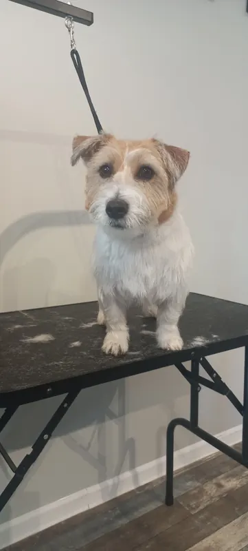 Jack Russell Terrier podczas wizyty groomerskiej w Tu Mi Szumi w Lublinie